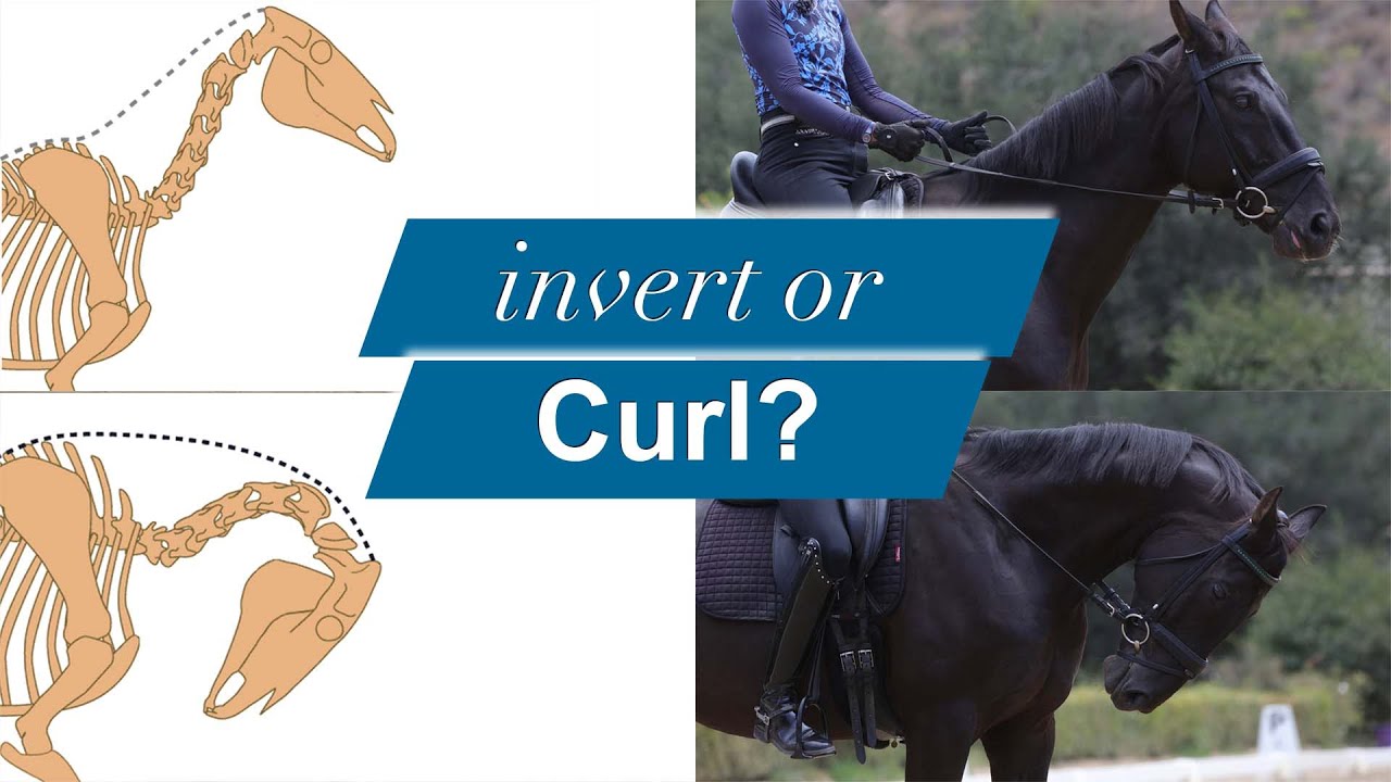 Does your horse invert or curl?