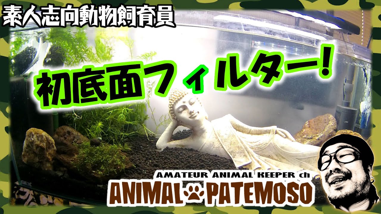 初底面フィルターでスリム水槽を再立ち上げエビ移動！ニッソー バイオフィルター６０【ミナミヌマエビ Freshwater Shrimp】