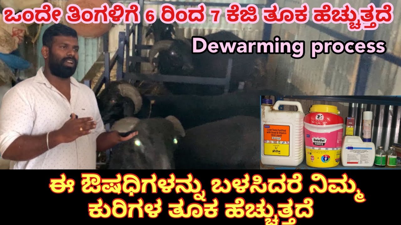 ಒಂದೇ ತಿಂಗಳಿಗೆ 6 ರಿಂದ 7 ಕೆಜಿ ತೂಕ ಹೆಚ್ಚುತ್ತದೆ // Dewarming for sheeps \\ sheep farming