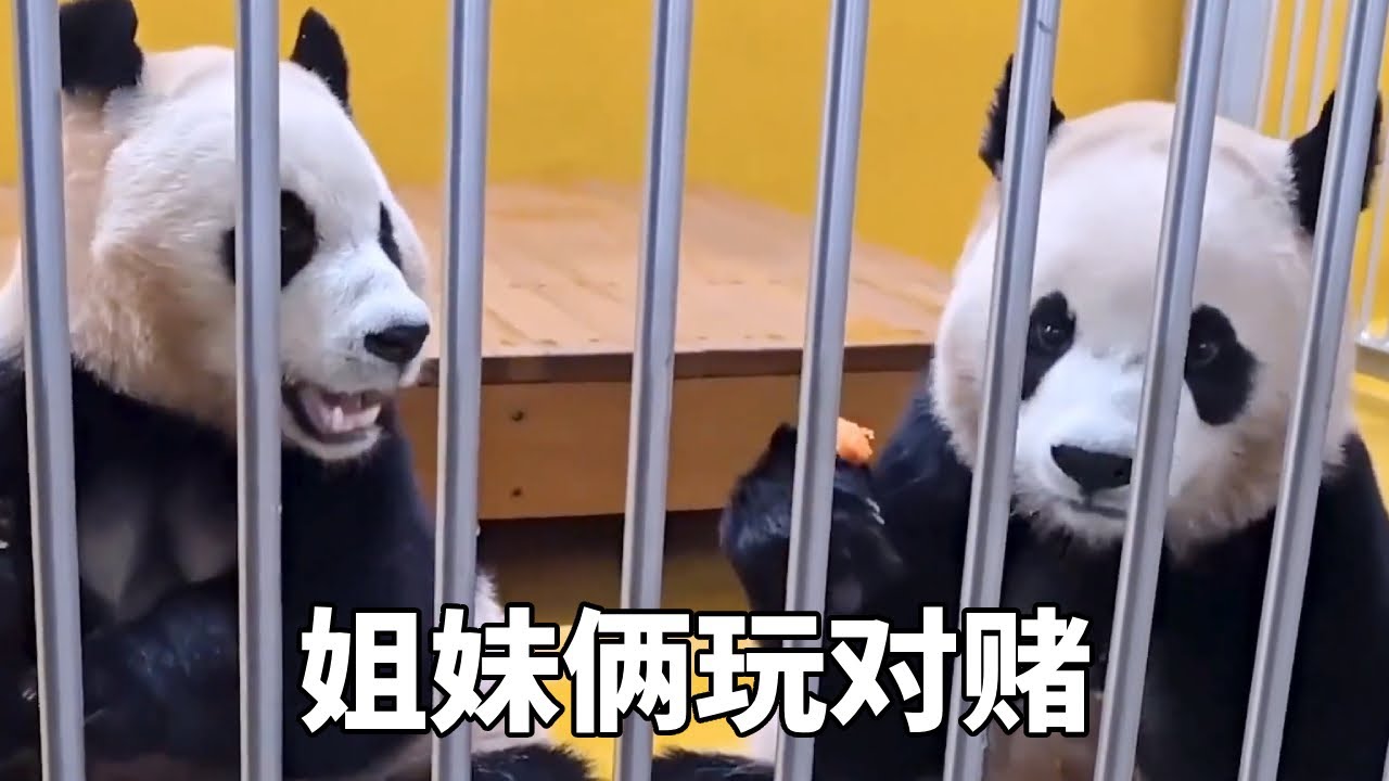 姐妹俩玩对赌，看谁吃的最慢，这俩心眼一个比一个多！#熊猫 #爱宝双胞胎 #睿宝辉宝