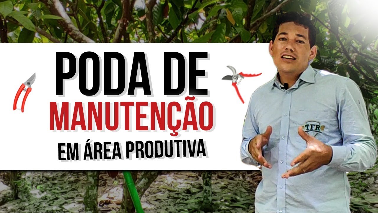 DESCUBRA COMO FAZER UMA PODA DE MANUTENÇÃO EM SEUS PÉS DE CACAU!