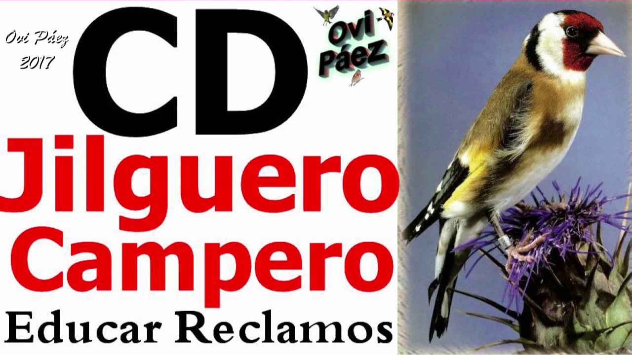 Canto del jilguero CD campero para educar noveles reclamos