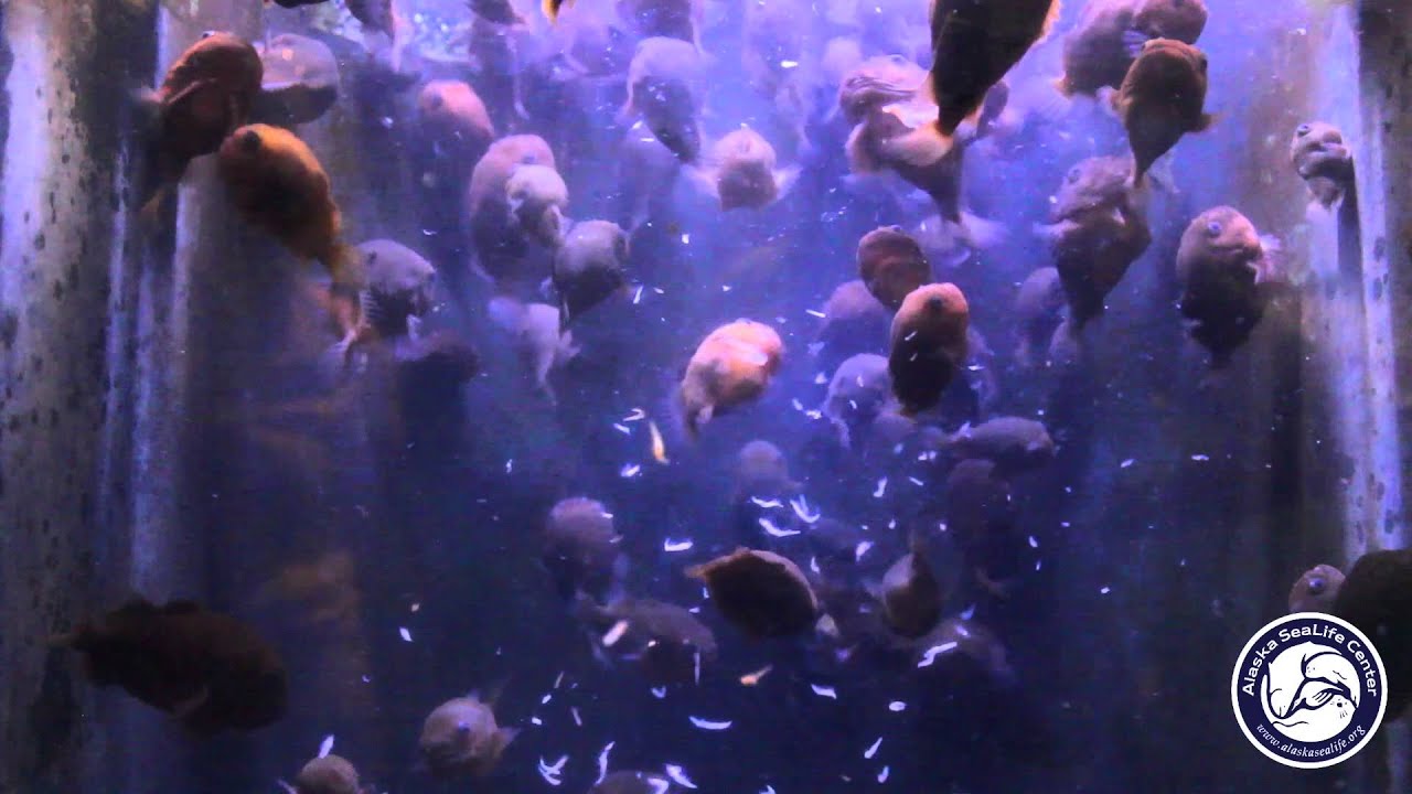Lumpsucker Feeding