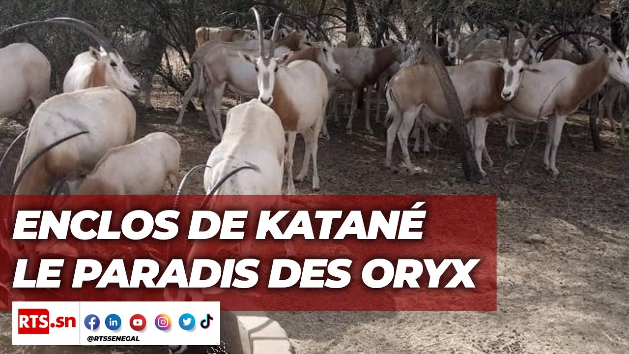 ENCLOS DE KATANE LE PARADIS DES ORYX
