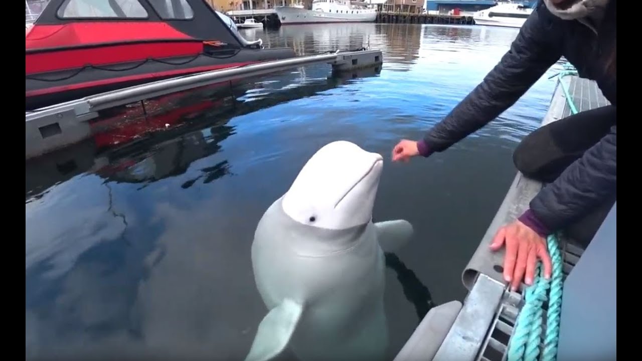 Hammerfest, my hometown. Magical Moment with Wild Beluga in Norwegian Waters