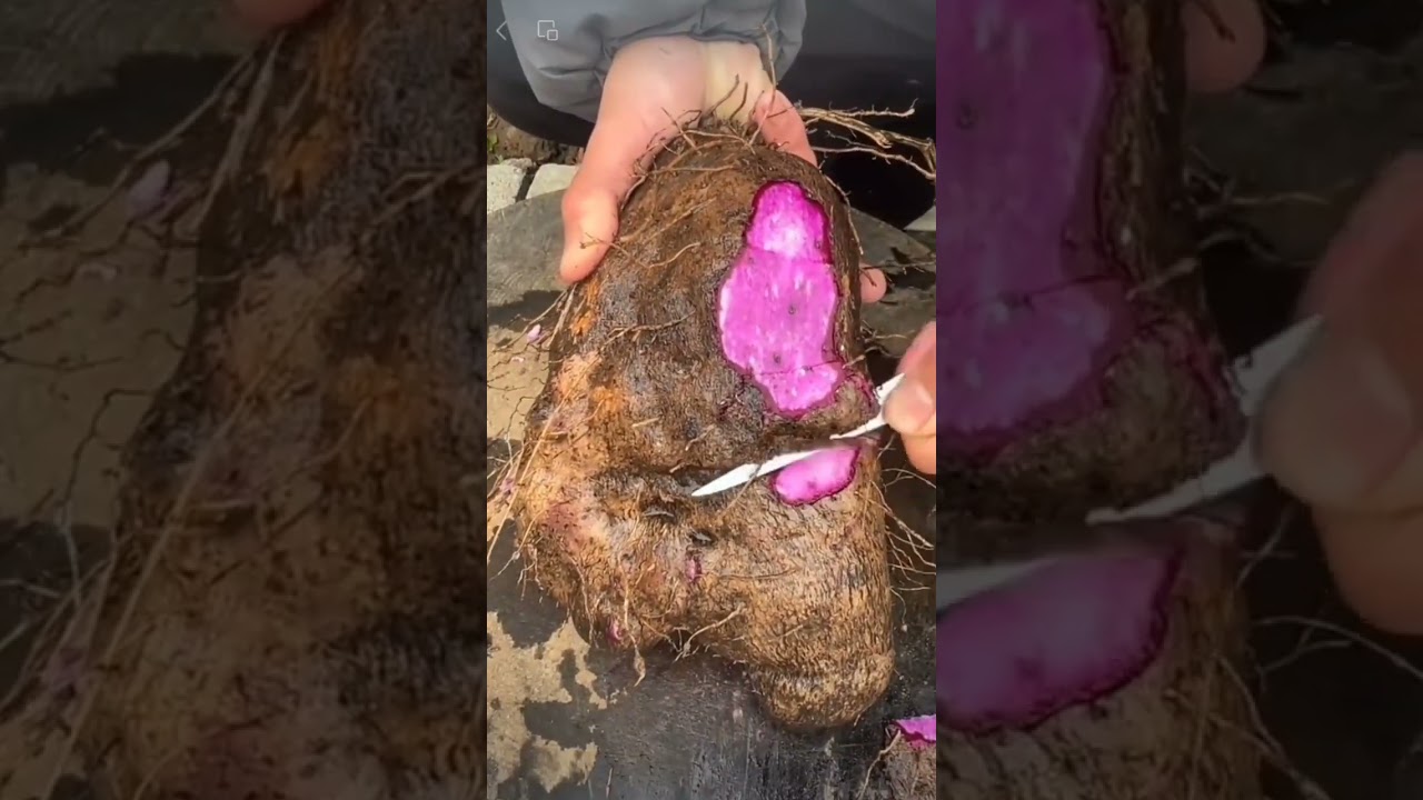 🌿 Dive into quick farming hacks with our bite-sized tips #farming #farm #plants #grafting
