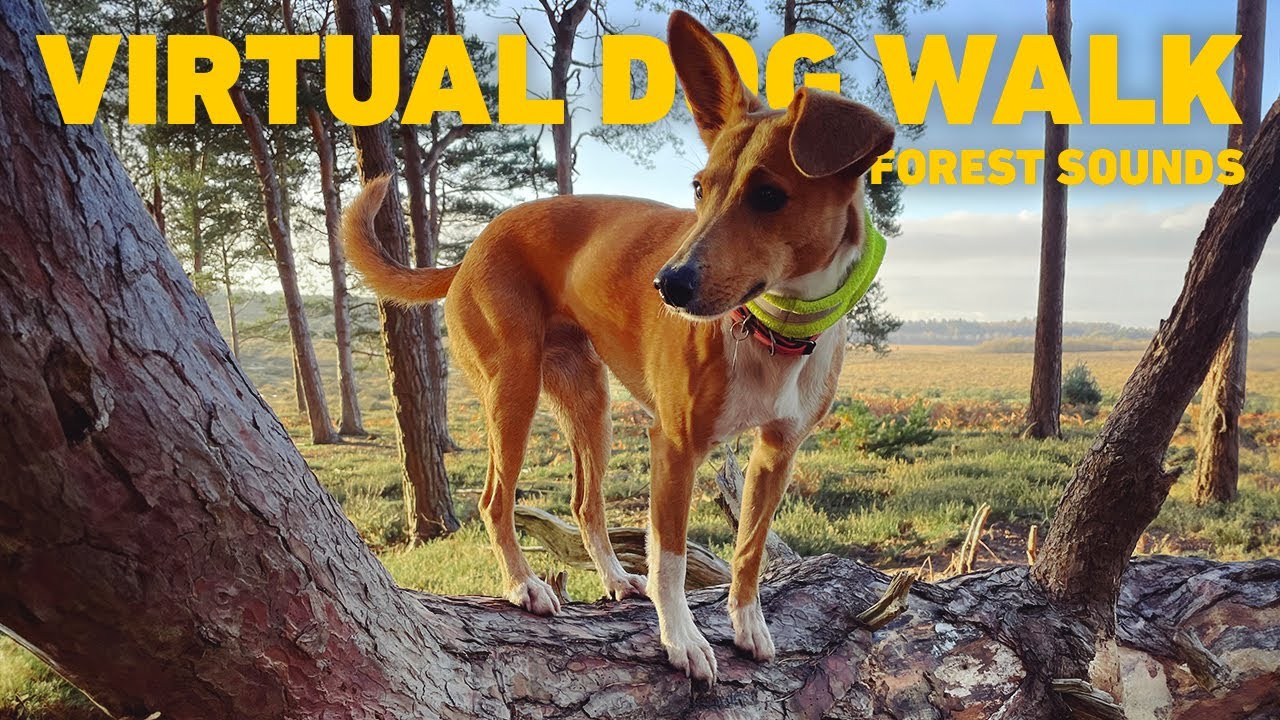 [NO ADS] Видео Для Собак 🌲 Выгул собак в древнем лесу 🐕 Расслабляющая Музыка Для Собак
