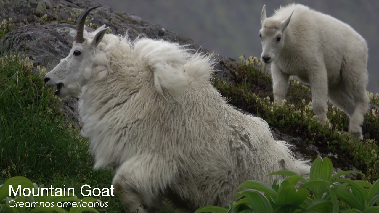 Crow Pass Video Trail Guide (4K) - Alaska State Parks