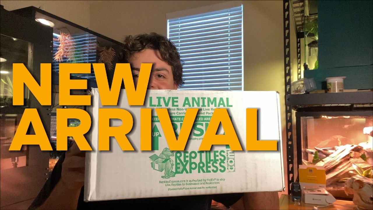 Blue Tegu Unboxing