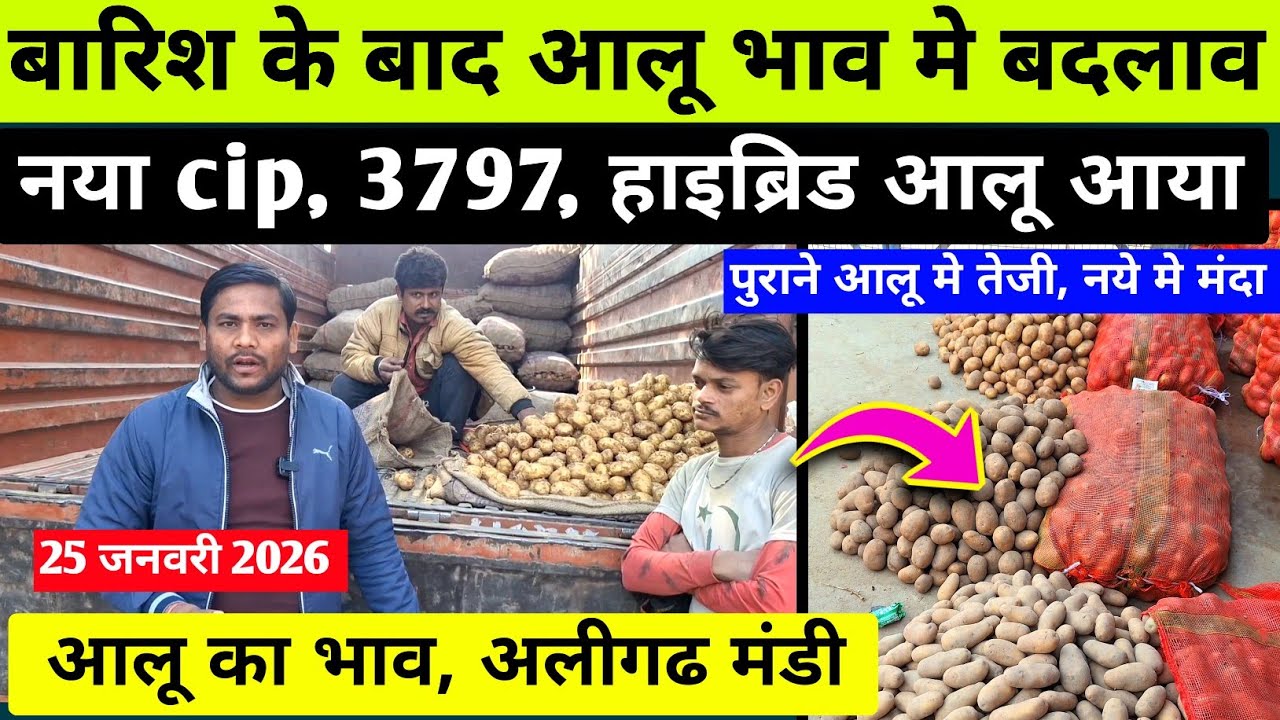 SUNDAY 💥 आलू के भाव में बदलाव हुआ देखे / aaj ka aalu ka bhav / potato rate today / अलीगढ मंडी भाव 