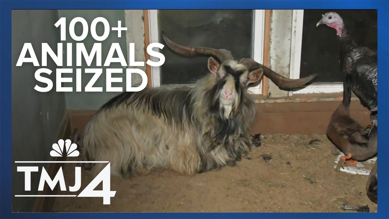 Body cam footage gives inside look at 100+ animals seized inside Milwaukee home