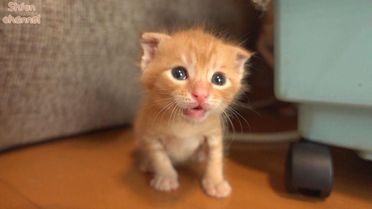 【生後22日】名前を呼ぶとお返事しながらやってきてくれる子猫たち