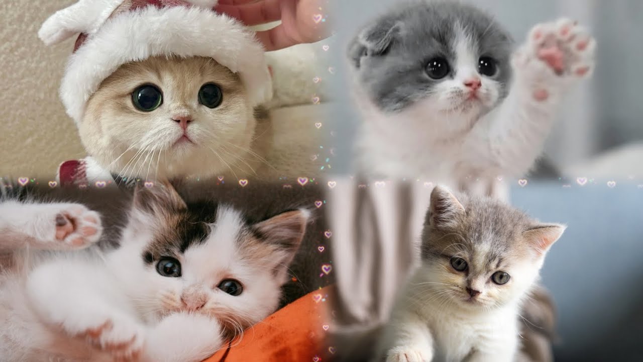 Ek Din Is Cat Ke Saath… 🐾😺Cat Ki Choti Si Duniya | Full Video