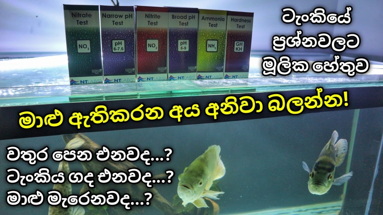 මාළුන්ගේ වතුර හරියට පරික්ෂා කරන්න | Water parameters | Aquarium Test kits