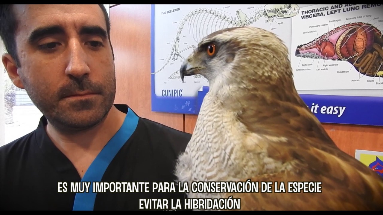 CAP 145. VETERINARIO DE AVES RAPACES. Azor de cetrería perdido en el bosque.