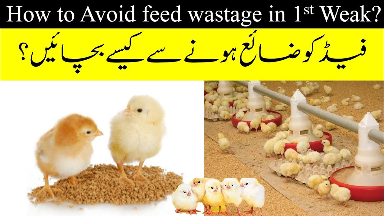 How to avoid Feed wastage in 1st Weak?