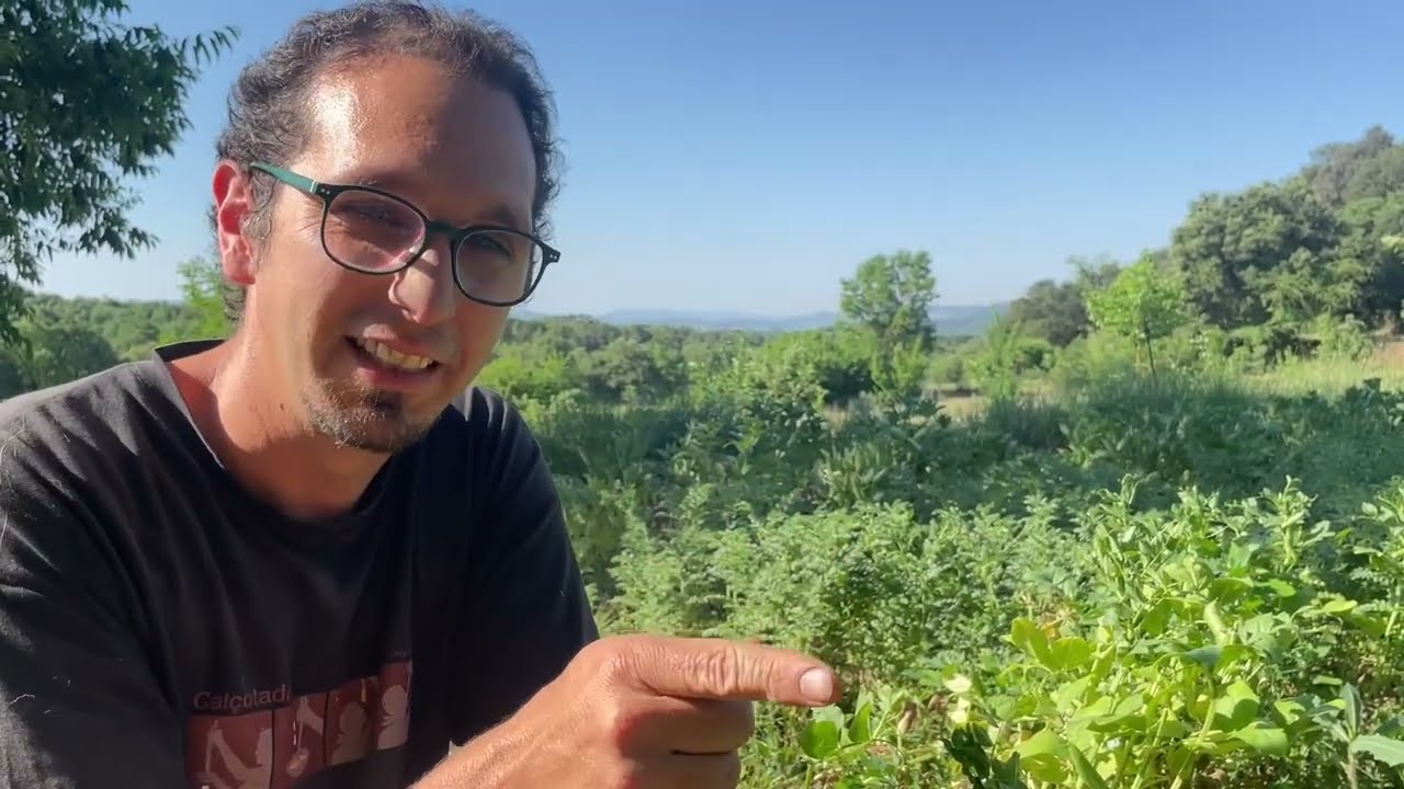 Huertas extensivas sin labrar: patata, garbanzo, haba, guisante, etc