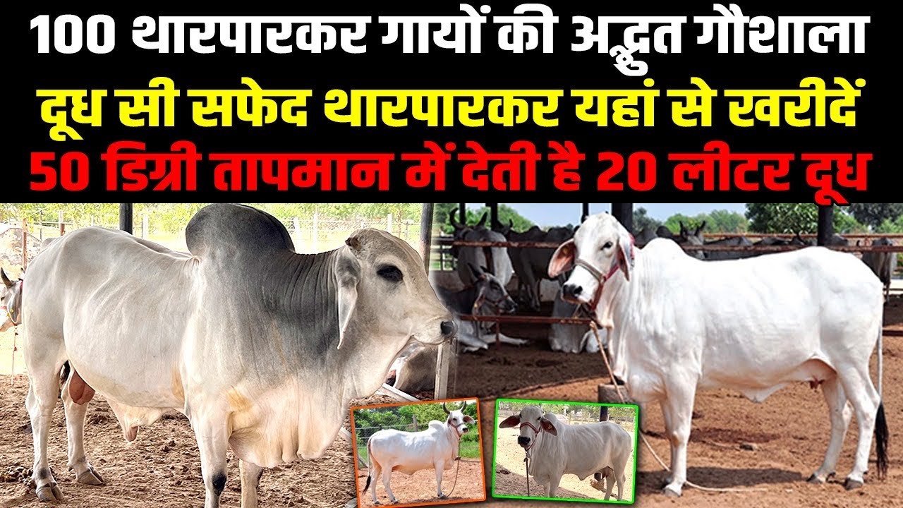 प्योर Tharparkar Cow यहां से खरीदें, Best Tharparkar Breeding Centre In Jaipur । 100 गायों की गौशाला