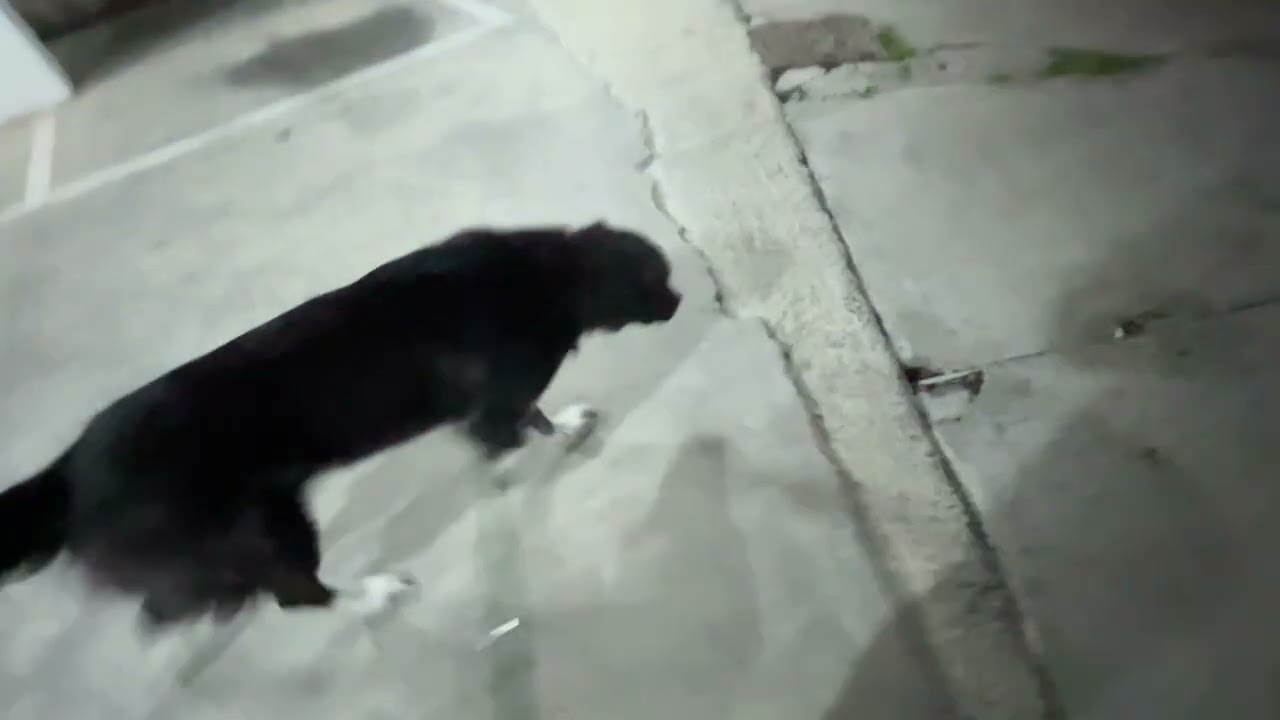 dog night walk on a rainy day, super chill