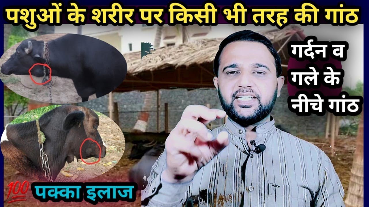 पशुओं के शरीर पर किसी भी तरह की गांठ||गर्दन व गले के नीचे गांठ का पक्का 💯इलाज||ganth ka illaj