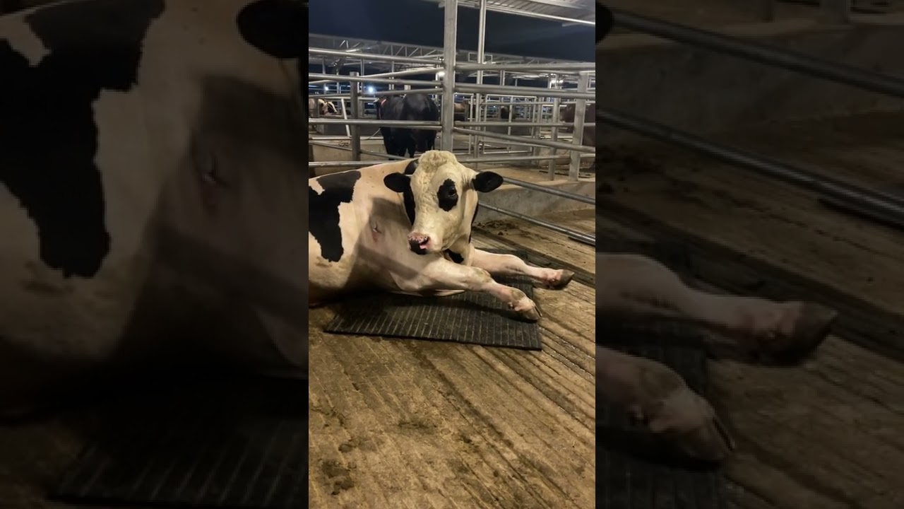 1000KG Giant Australian Bull Showdown | Dutch Dairy | Khan's Cattle Vlogs