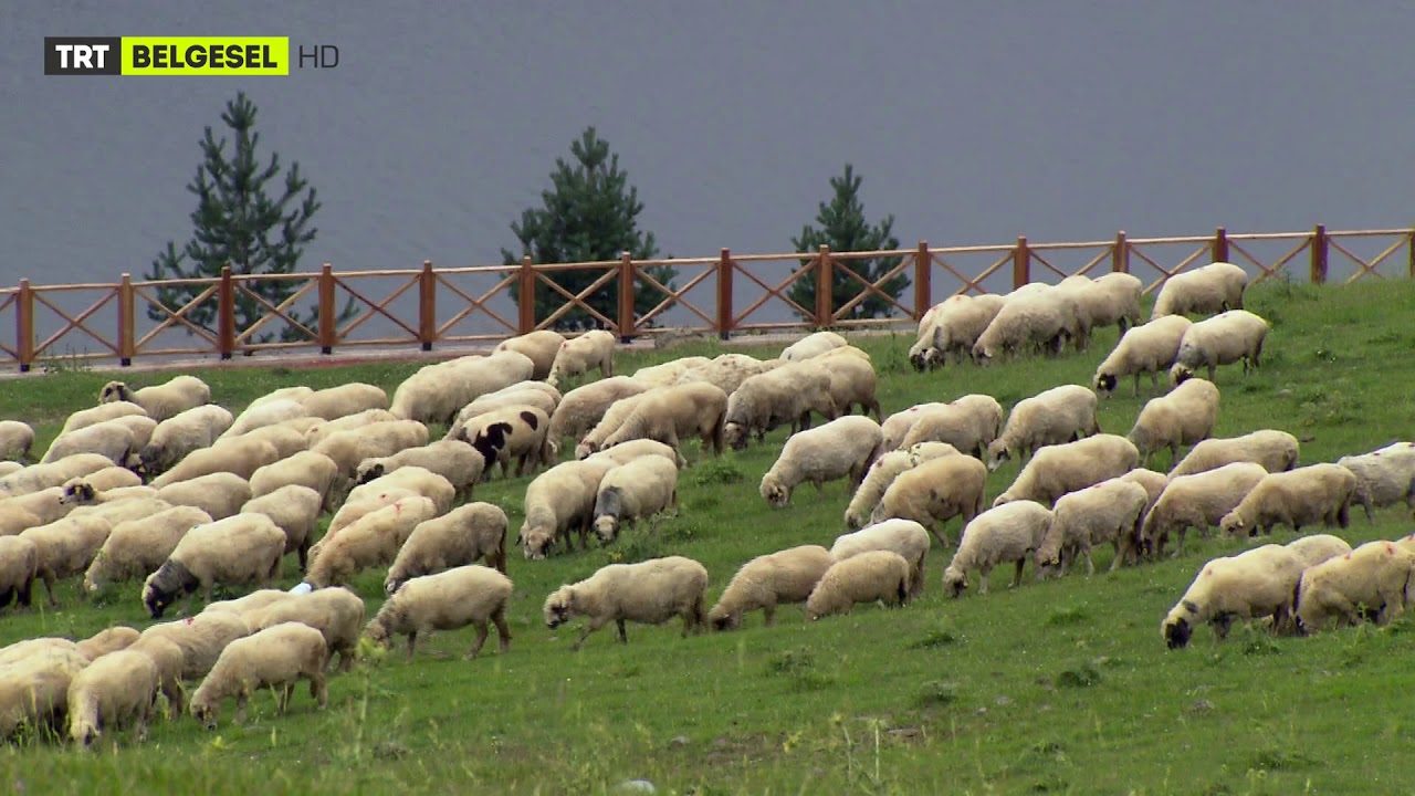 Ordu'nun Perşembe Yaylası'nın Labirent Misali Menderesleri 💚