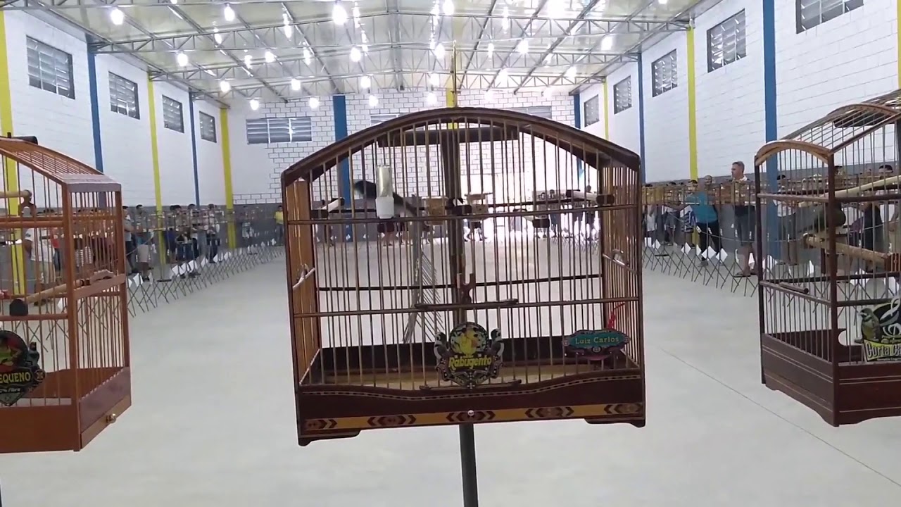 Torneio de coleiro, &aacute;udio para treinamento #torneiodecoleiro #coleiro #papacapim