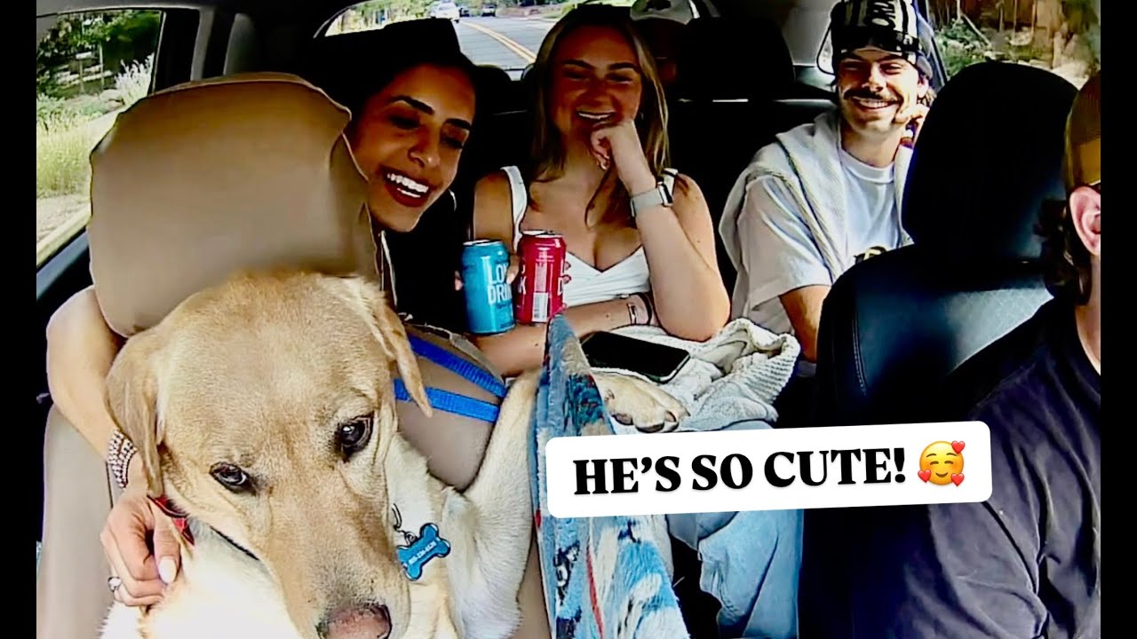 SURPRISING UBER PASSENGERS WITH A PUPPY!