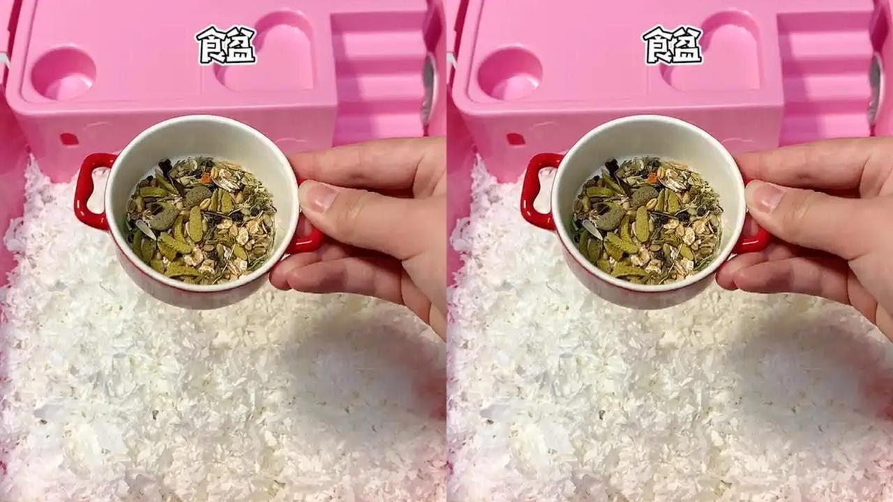 #仓鼠 #金丝熊 铺垫料的时候有多潇洒，洗笼子的时候就有多狼狈！而且我还有幸沾到了它的小滋润！！