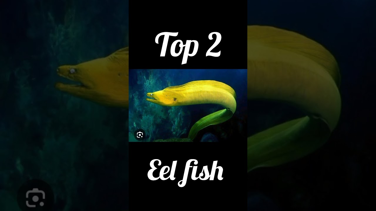 Top 3 unique and best ghost fish 