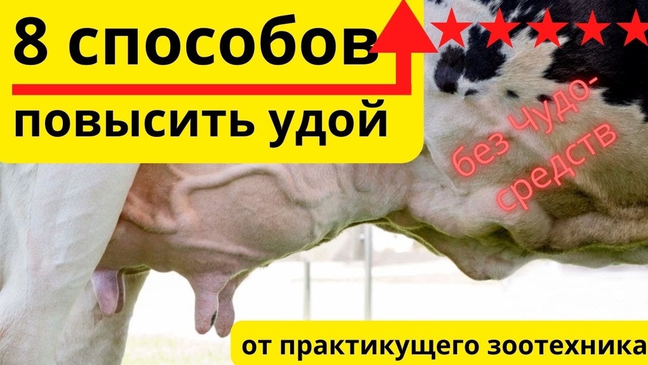Повышение УДОЯ КОРОВ с помощью 8 проверенных методов