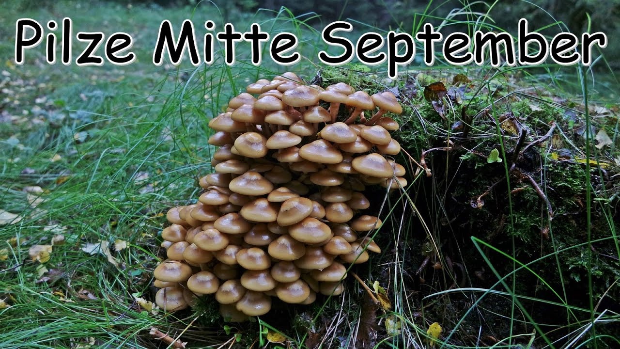 Pilze suchen Mitte September 2017