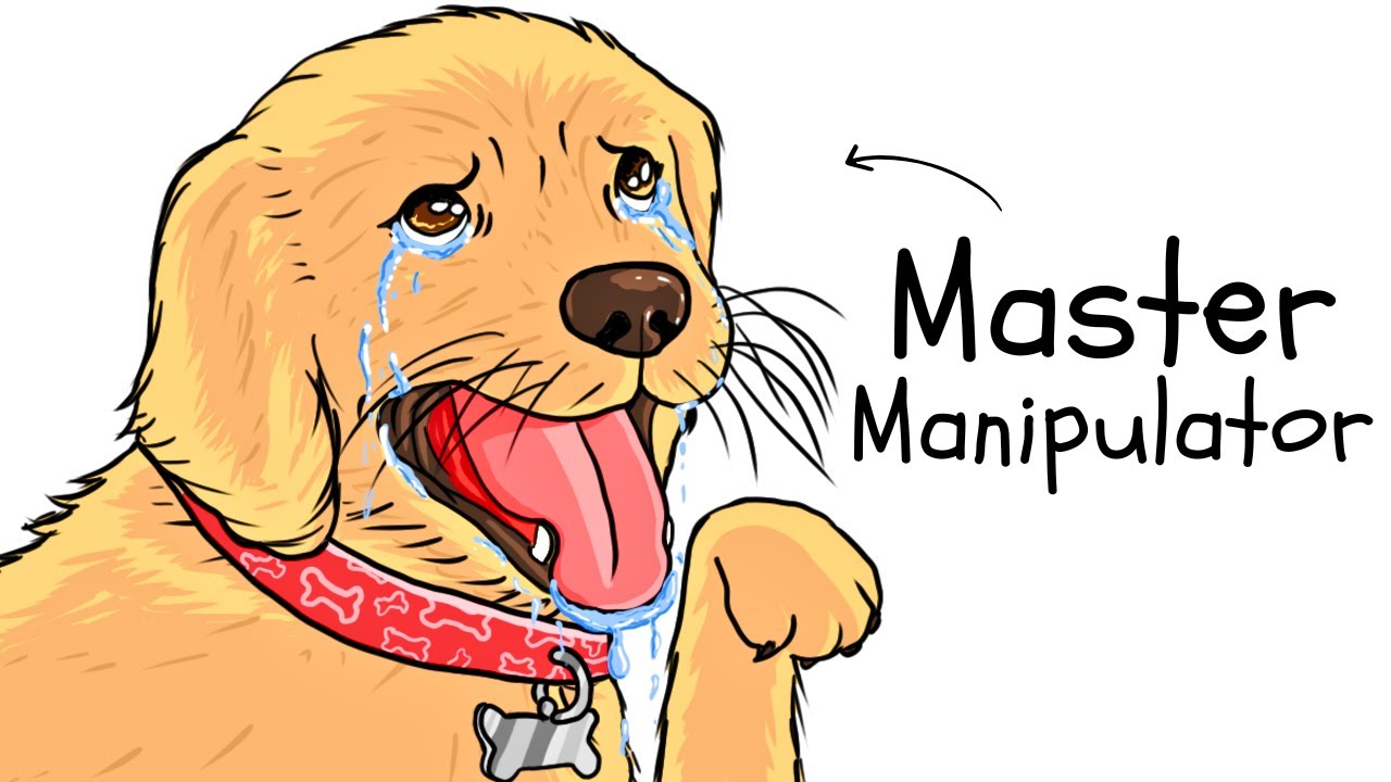 Ваша жизнь как золотистого ретривера