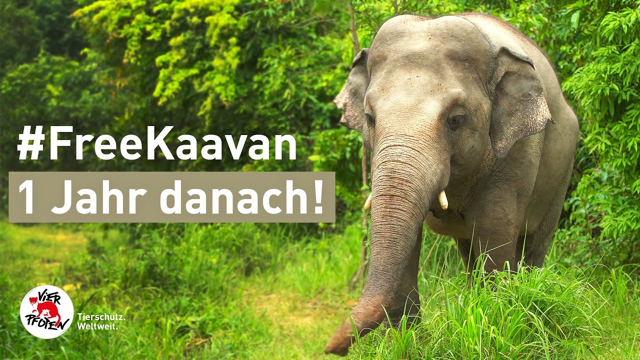 #FreeKaavan: Ein Jahr nach seiner sensationellen Rettung! | VIER PFOTEN