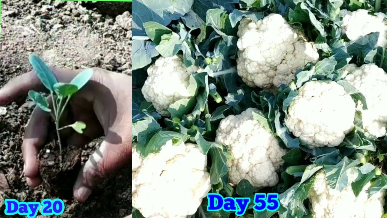 How to Grow Cauliflower to Fast Harvest within 55 days. Awsome Cauliflower Cultivation Method.