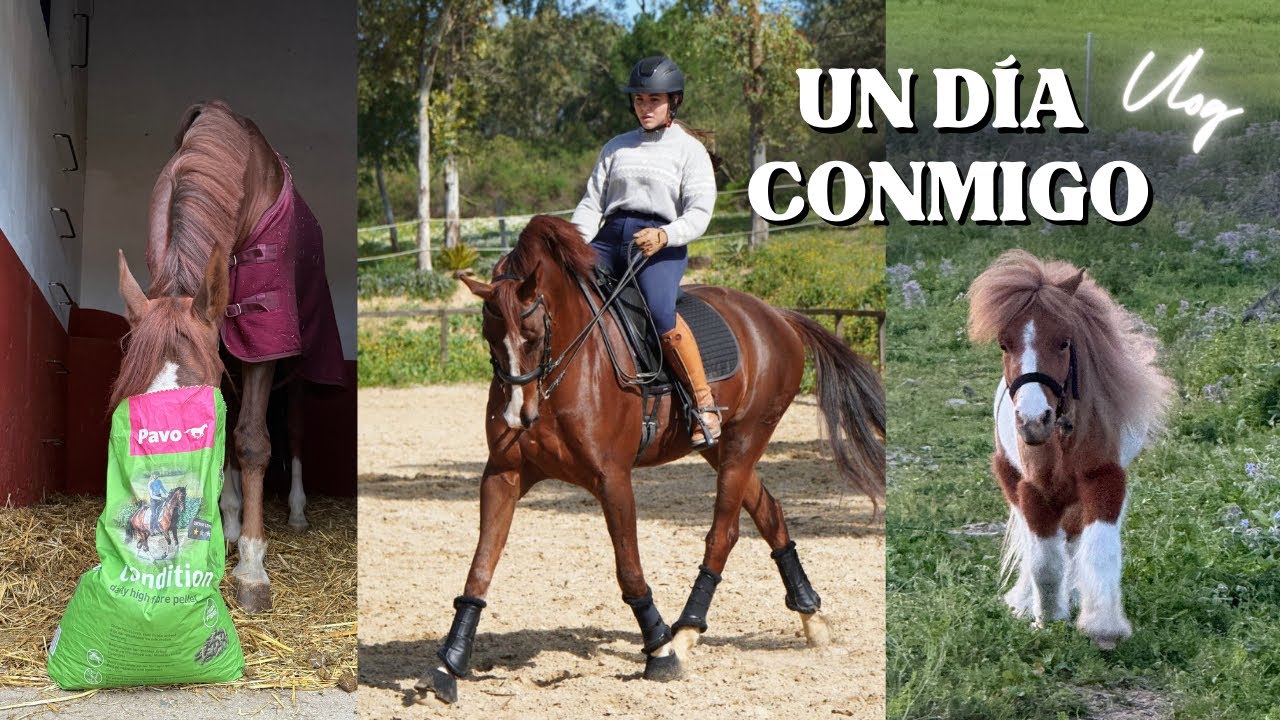 Un día conmigo en la cuadra con los caballos🐴