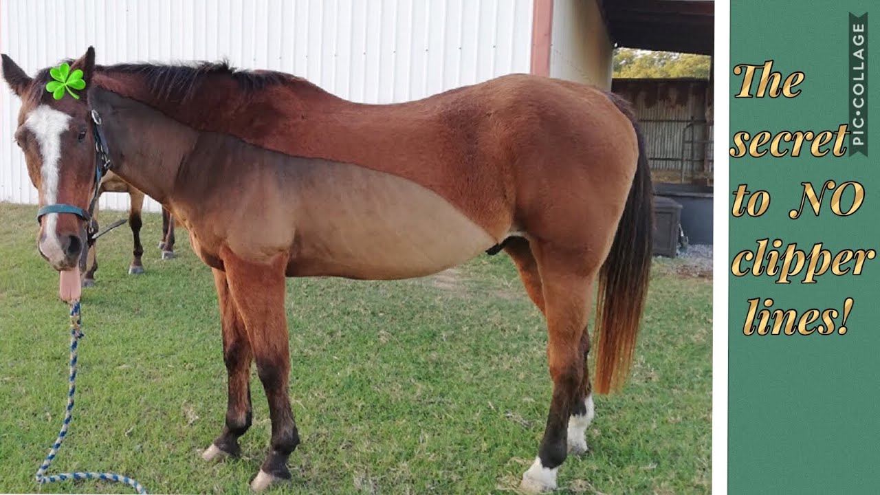 HOW TO BODY CLIP A HORSE / IRISH CLIP