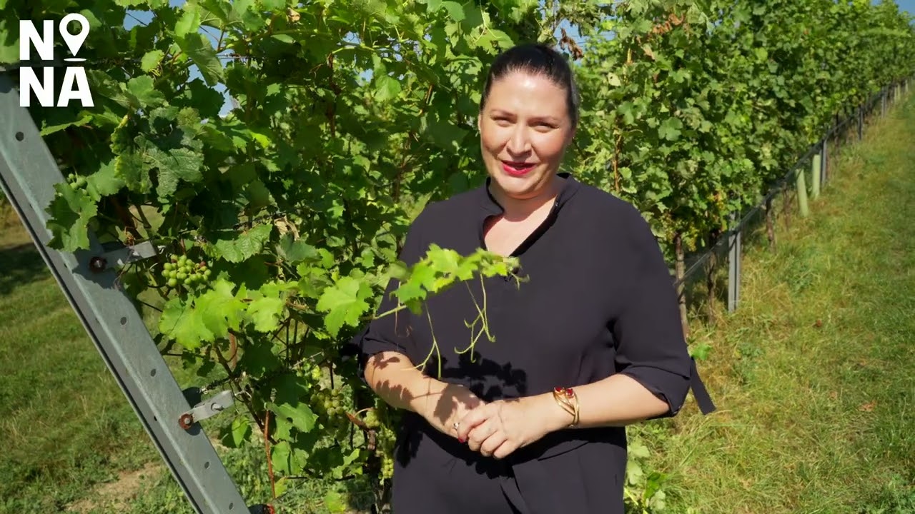 Novak Navigiert | Folge 3: Weinwandertag & lebenswertes Wien