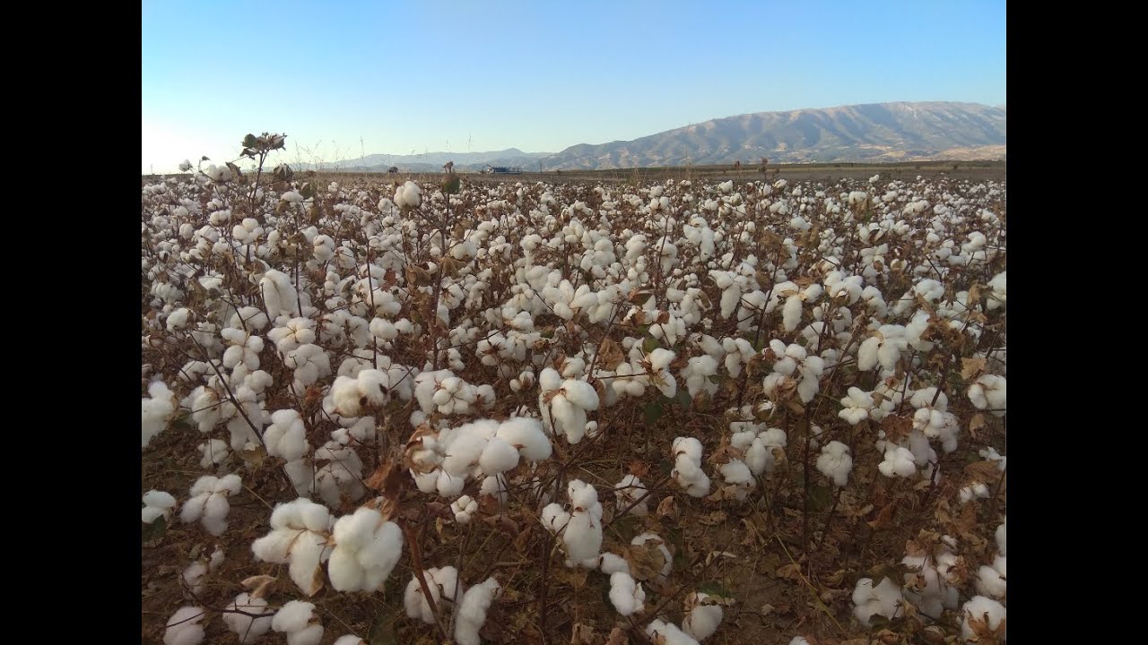 COTTON GROWING CYCLE -  ΚΥΚΛΟΣ ΕΡΓΑΣΙΩΝ ΒΑΜΒΑΚΙΟΥ