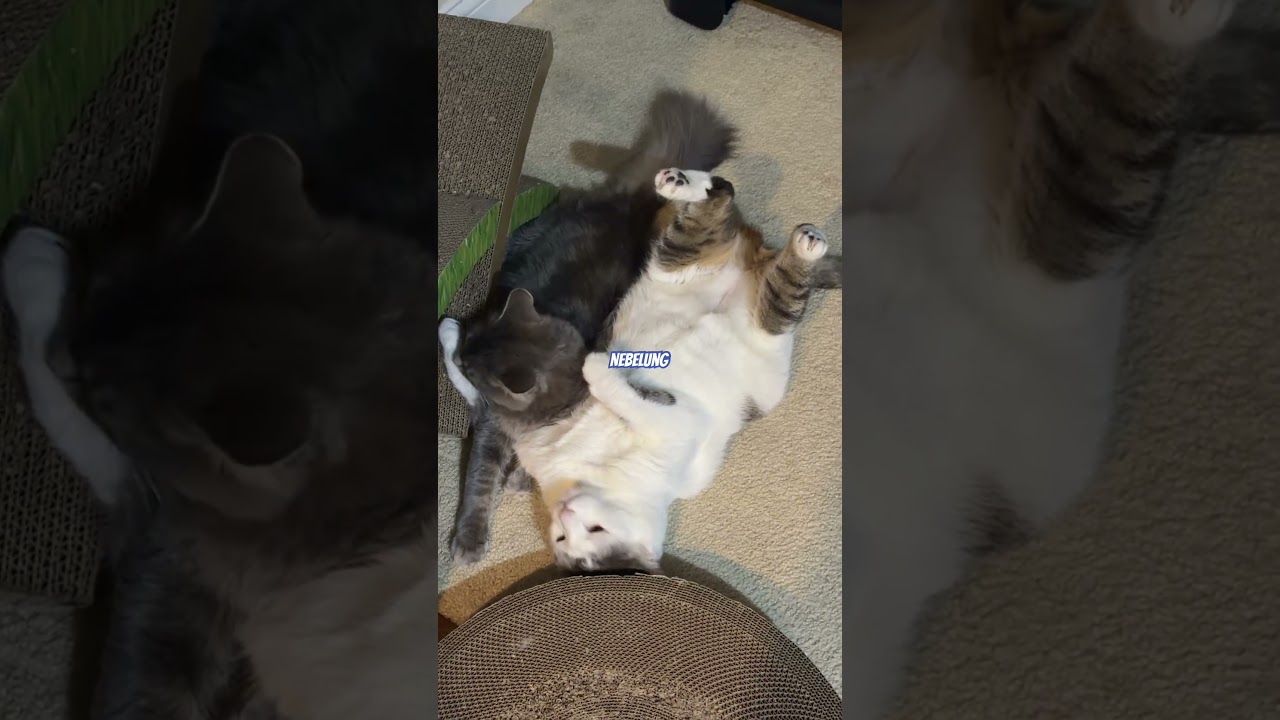 Попался кто кусался)) #cat  #fanyvideo