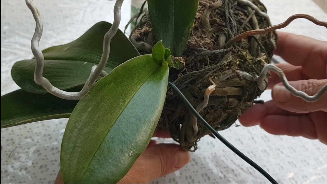 Kokedama de orquídea / cuidados