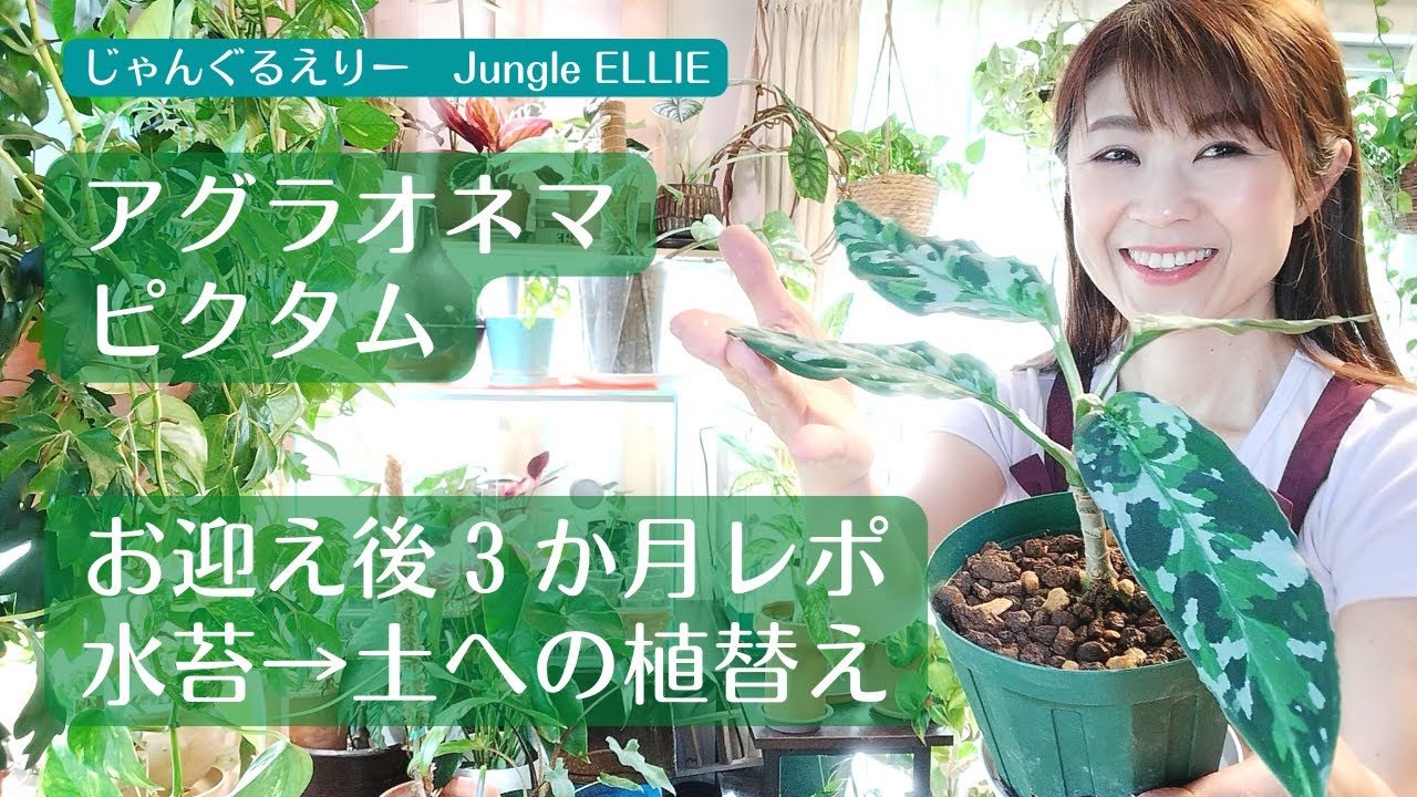 【アグラオネマピクタム】お迎えして３か月で開いた葉っぱの数、様子、育て方、水苔から土へ植替えポイント、用土について　[観葉植物]ー　Ep.56