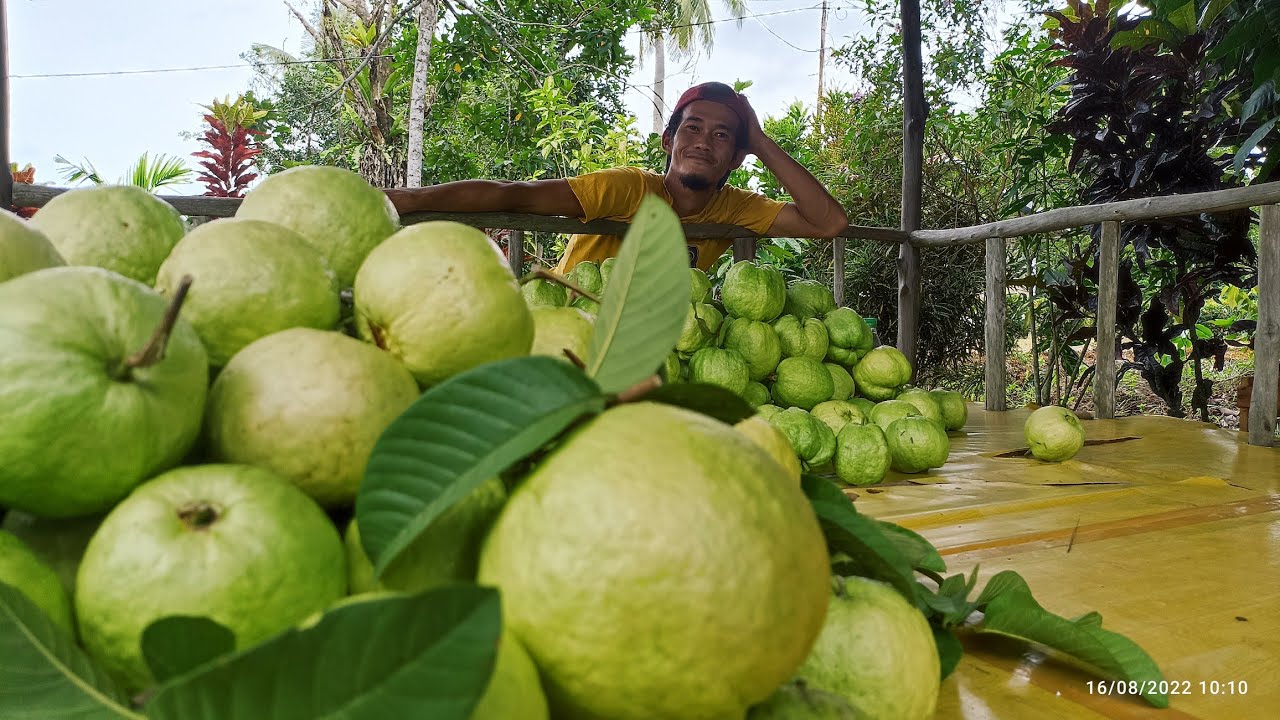 Mega Merah Vs Siumik pala || jaga Kuantitas bukan hanya Kualitas || agar berkebun lebih Mudah