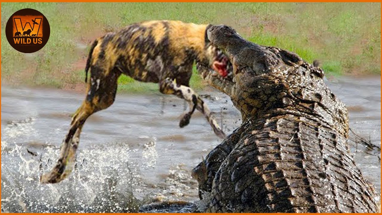 Most Terrifying Crocodile Attacks Ever Caught on Camera | Wild Animals