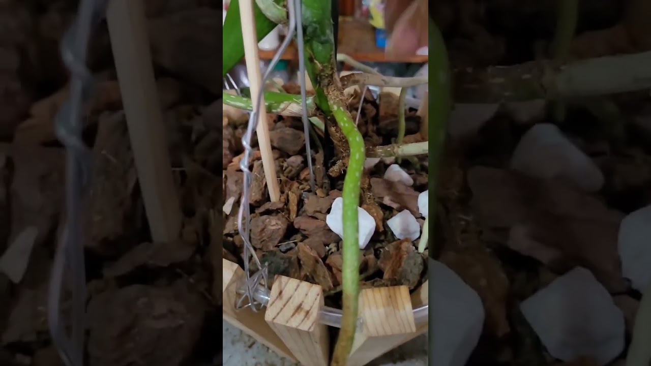Trasplante de Orquídea Vanda a maceta de madera o cerámica, aprende como hacerlo y tendrás éxito