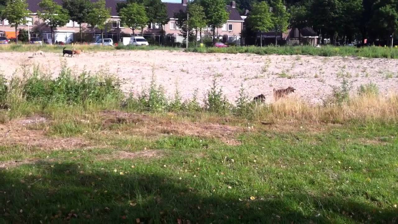 Otto, Sienie, Achille, Fred en de Overvechtse honden-gang!