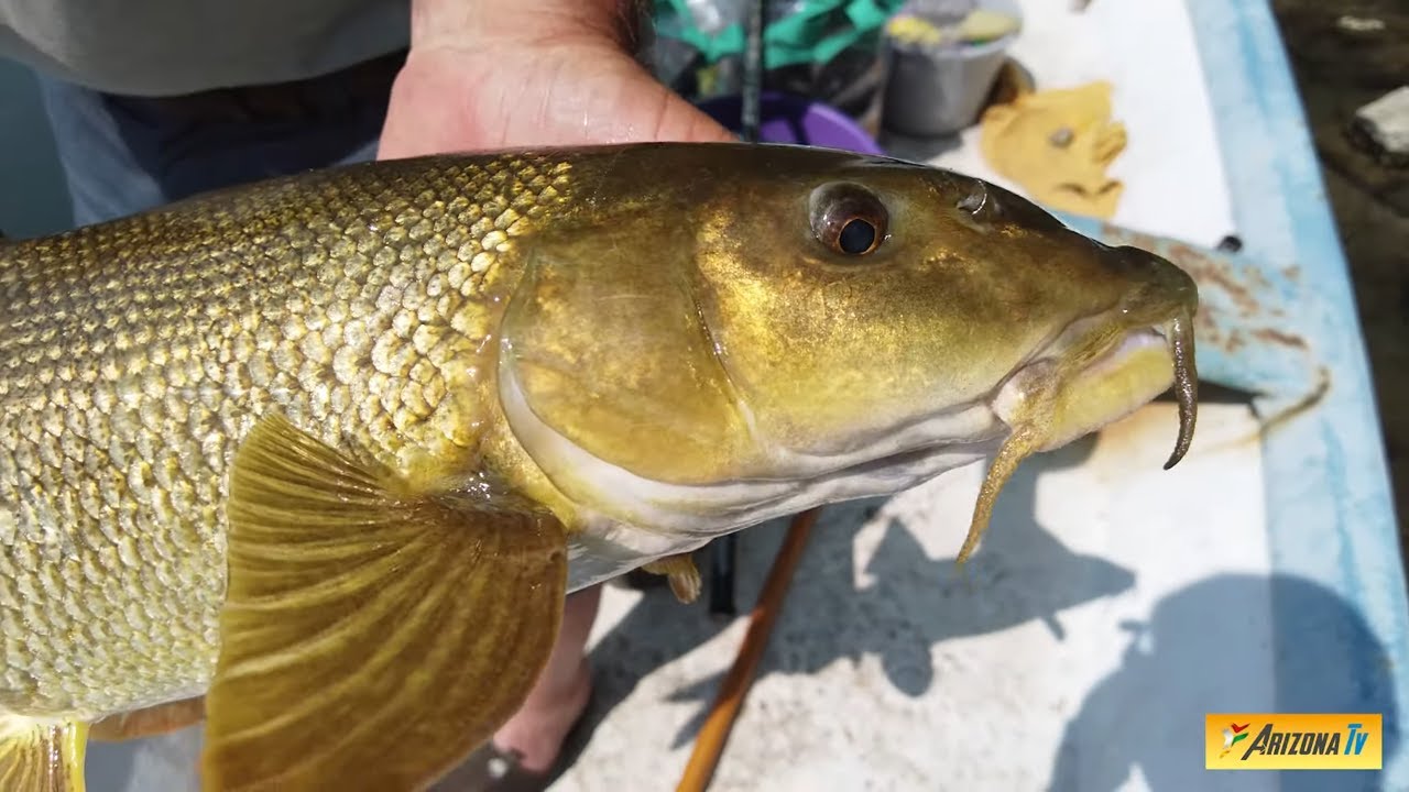 MONDO PESCA - IN BARCA A BARBI - FIUME ADDA LODI -  PESCA SPORTIVA  - #pesca