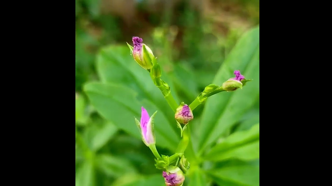 #pressure keerai#பிரஸர் கீரை நன்மைகள்#healthy food#spinach benefits