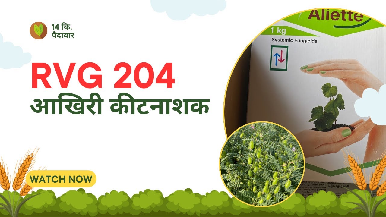 चना में आखिरी स्पै् || 14 कि. पैदावार || RVG 204 || Bayer Aliette || Fantac Plus Tonic