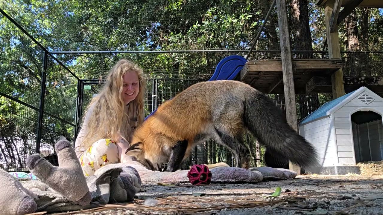 Rafiki Fox Play and Pounce